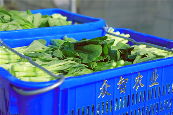 郴州眾智惠農： 為粵港澳大灣區提供新鮮蔬菜近1500萬斤