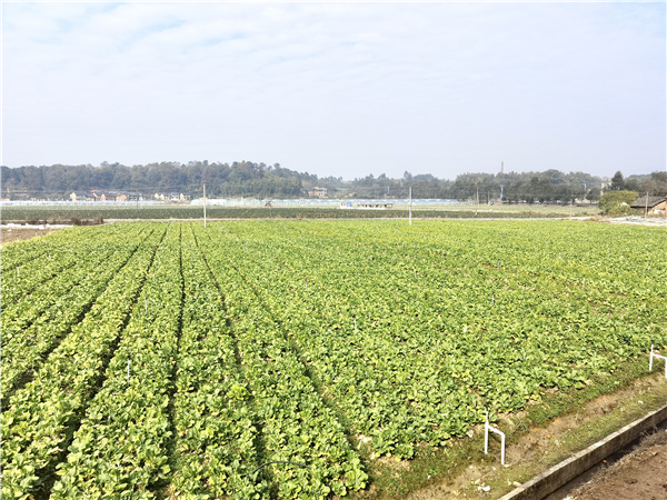 神農綠達：無公害蔬菜直供大灣區