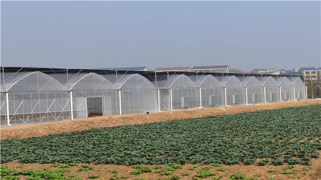 湖南衡陽：「湘江源」蔬菜公用品牌認證企業達22家