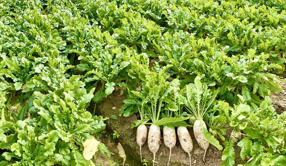 萬畝蘿蔔基地助推衡陽鄉村振興