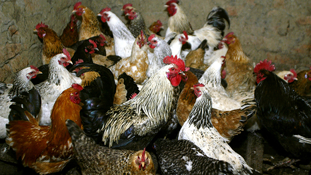 廣東惠州市報告1例H5N6病例 專家研判為偶發個案