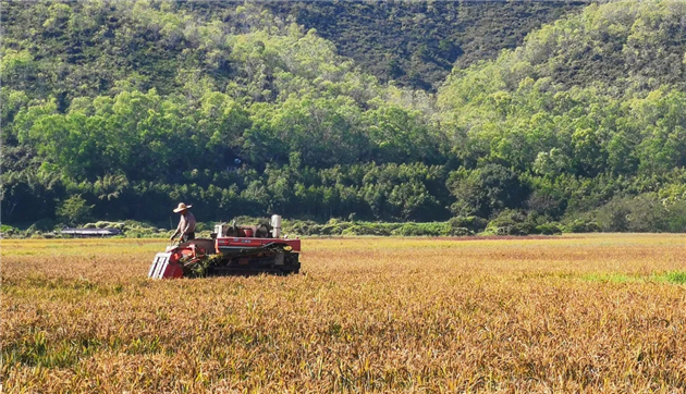深汕合作區首批海水稻成品將亮相農交會