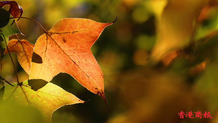 圖集 | 香港楓葉美翻天 令不少「楓迷」趨之若鶩