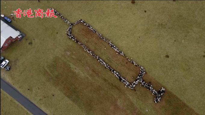 有片 | 德牧羊人將羊群擺成注射器鼓勵打疫苗 特朗普兒子竟批「脅迫綿羊」