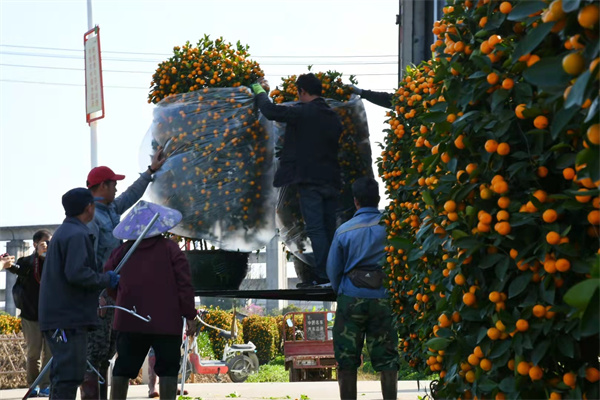 足不出戶買年桔！廣州番禺線上花市正式開鑼