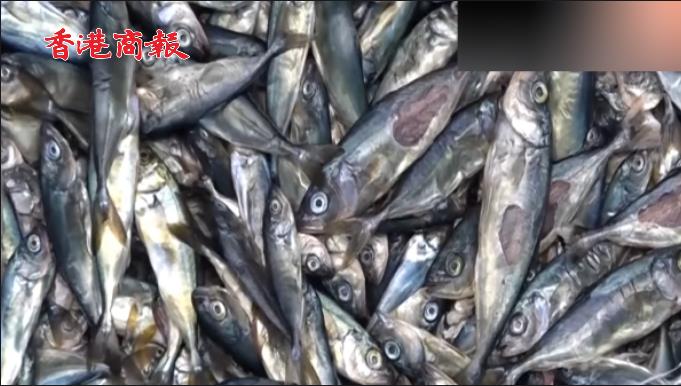 有片 | 日本8萬條魚苗或因湯加火山噴發暴斃：屍體傷痕累累