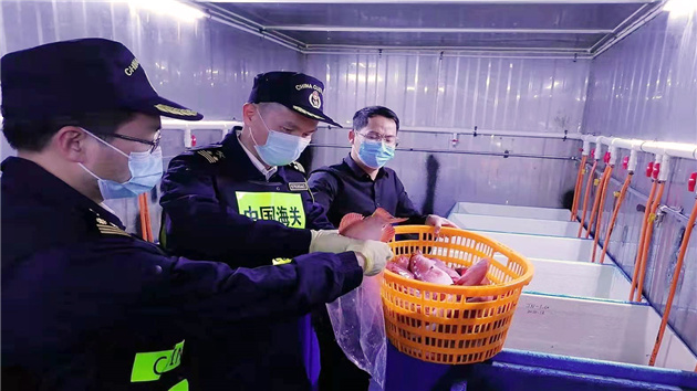 港珠澳大橋海關搭建供港水產品「快車道」