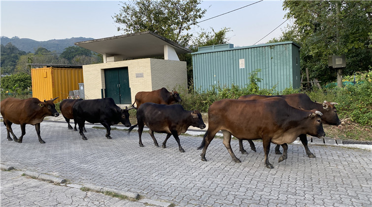 圖集 | 郊區「流浪」耕牛 見證本港經濟巨大變化