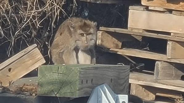 美實驗用獼猴趁車禍逃脫 女子接觸後疑染病