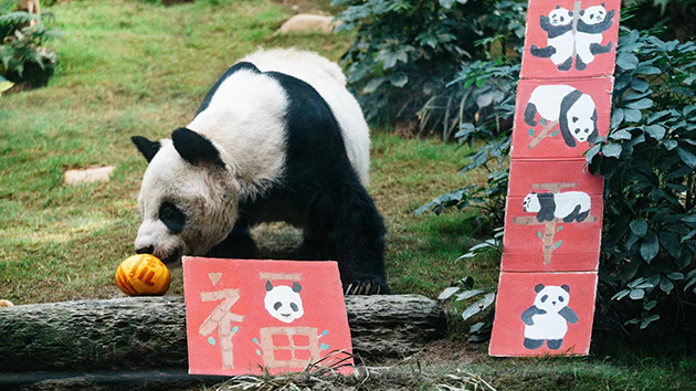 海洋公園新生動物大使及大小熊貓家族群星賀虎歲
