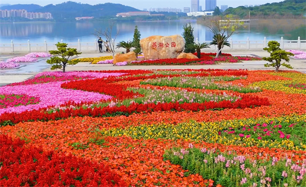 有片｜廣州增城港澳台僑青年向灣區人民拜年