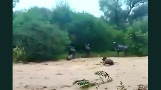 玻利維亞強降雨致8萬家庭受災29人死亡 6城宣布進入緊急狀態