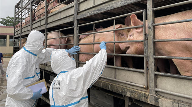 廣州海關全力保障供港澳鮮活食品快速通關