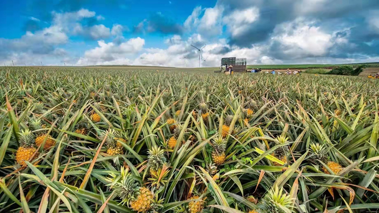 廣東「菠蘿的海」的菠蘿熟了 當地官員致信全球採購商