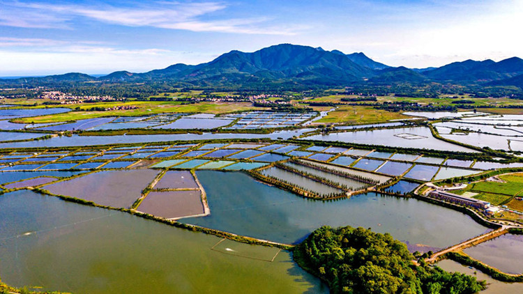 粵農業龍頭企業超5000家 涉農收入超7300億