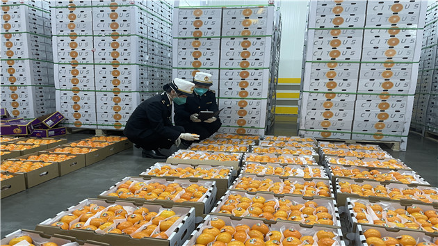 深海關保障香港「菜籃子」「果籃子」安全量足