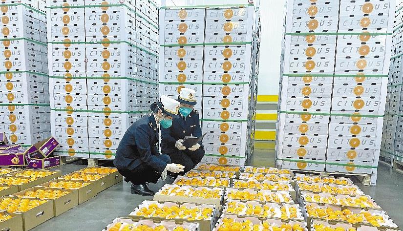 保障港「菜籃子」「果籃子」供應 深海關「7×24」響應申報