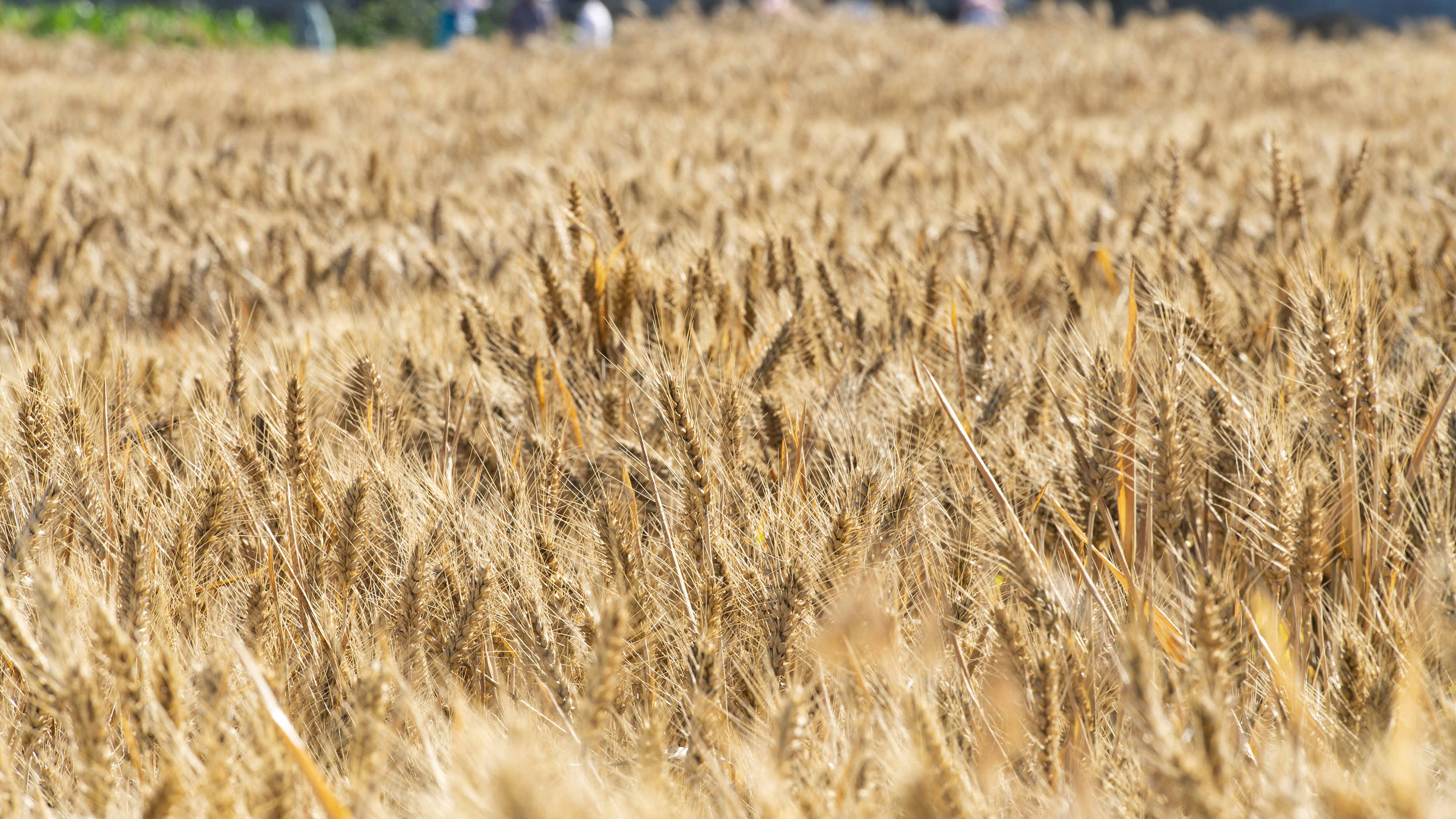 俄烏衝突將波及國際糧食市場