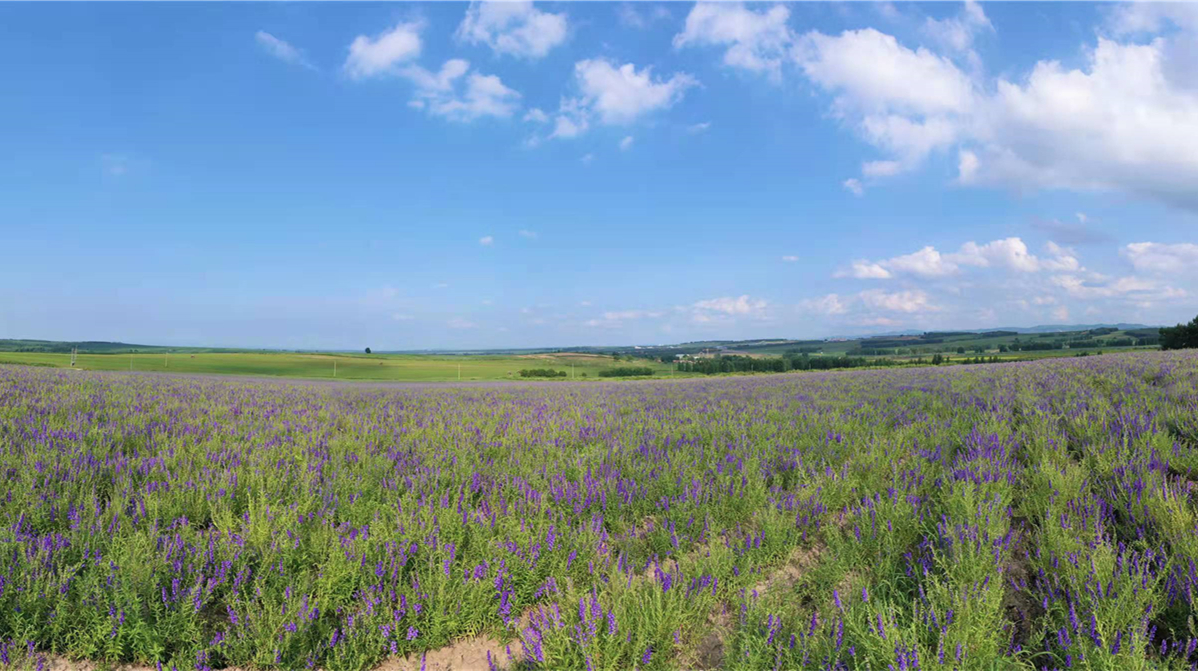 黑龍江勃利縣 叫響「寒地北藥」 全力打造「中國黃芩之鄉」