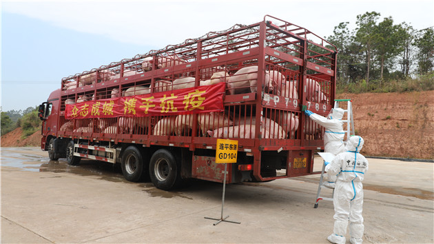960頭 粵產地單次發送數量最多的一批供港活豬啟運供港