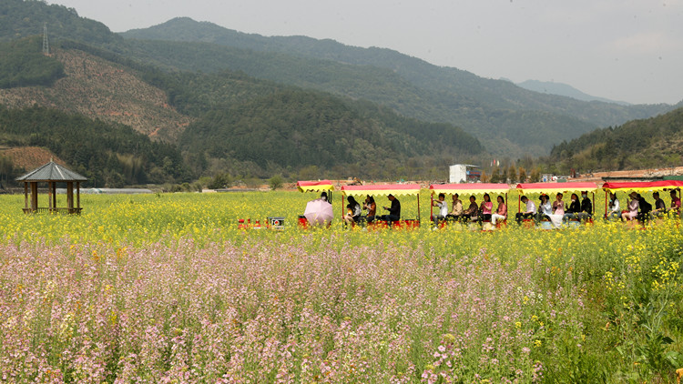 中科院大氣所團隊：中國陸地生態系統存在巨大碳匯