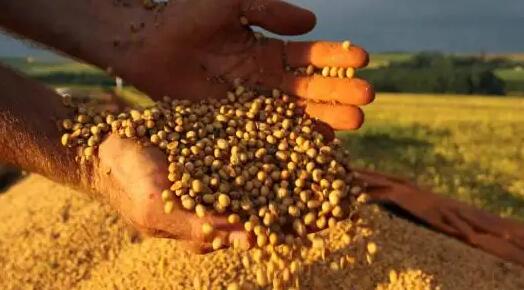 俄烏衝突影響持續 巴西農產品價格上漲