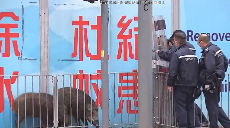 2隻野豬市區覓食 途人報警求助