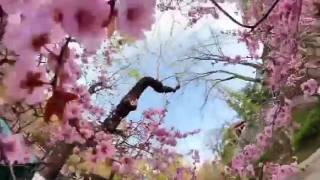 食憶山東：山東人有多愛依時而食？