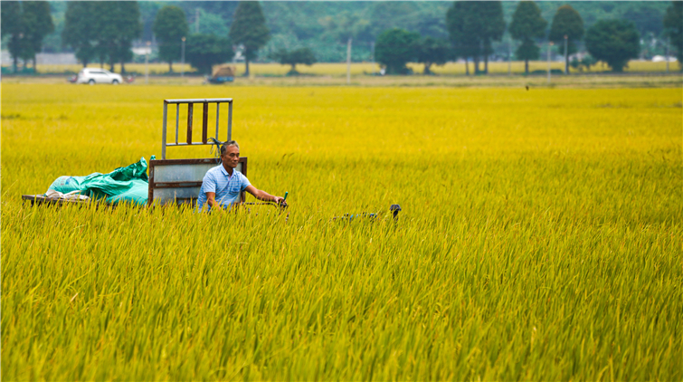 去年廣東省農林漁業總產值達8000億元 增速創34年最高