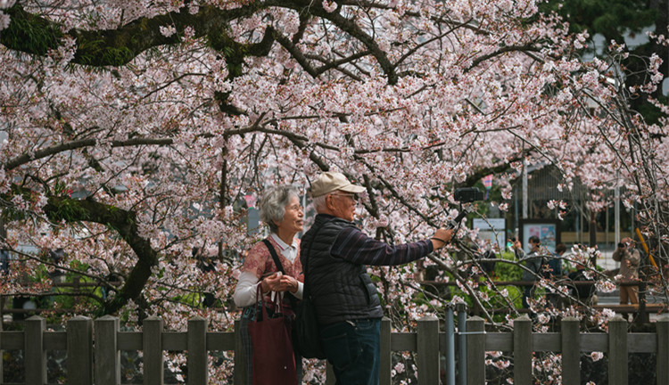 圖集丨日本小田原城櫻花盛開