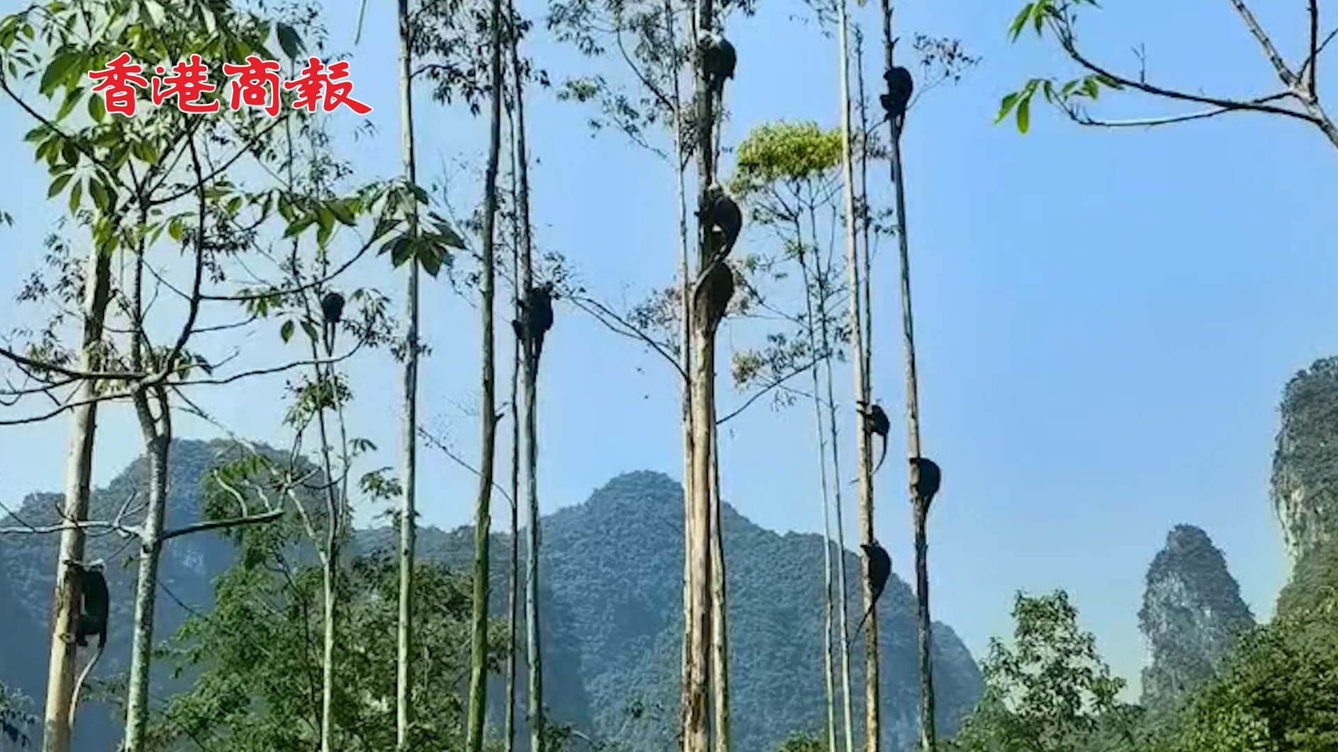 有片丨中越邊境線上的「白帽」山林精靈——白頭葉猴