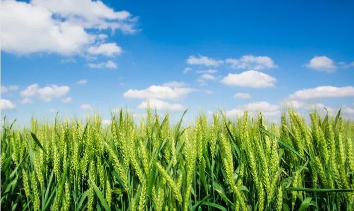 【經濟觀察】全球食品價格再創歷史新高對中國影響幾何？