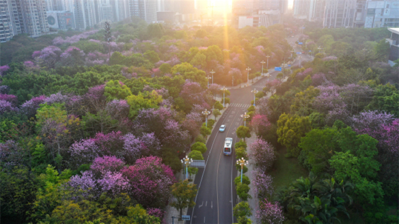 花與工業共長 廣西柳州近30萬株洋紫荊迎最美花期