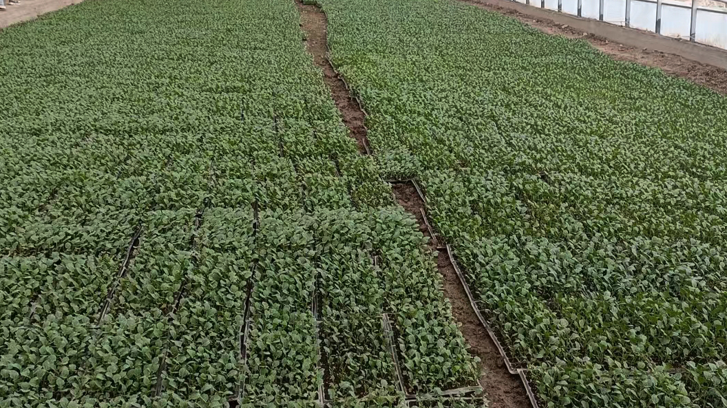 甘肅金昌推鄉村振興：「灣區」「聞香」獻力