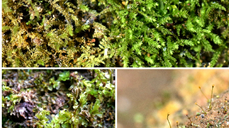 韶關車八嶺保護區發現6種廣東新記錄苔蘚植物
