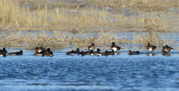 吉林向海保護區迎來大批候鳥停歇