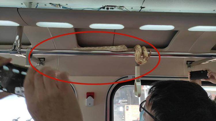 台鐵自強號現長約1.5米球蚺 消防捕獲續追查來源