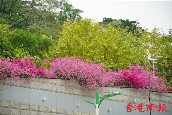 圖集丨簕杜鵑花驚艷綻放 令人恍如置身花海