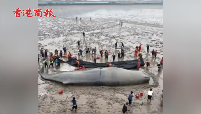 有片 | 有「鯨」無險！一擱淺抹香鯨成功脫困回歸大海