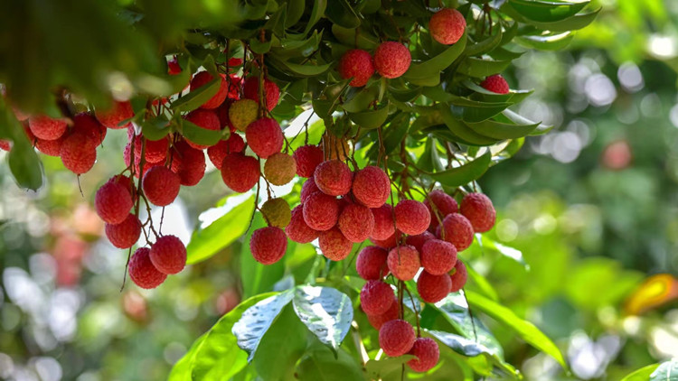 賣向全球！廣東推進荔枝「12221」市場體系建設