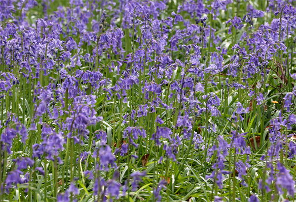 圖集丨比利時晨光中的「紫花森林」