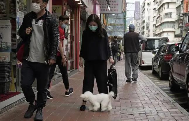 漁護署下周一起加強抽查狗隻牌照 違例者最高罰款10000元