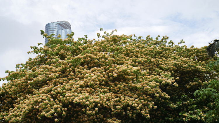 圖集｜花團錦簇 樹頭菜花紛紛在本港各區肆意綻放