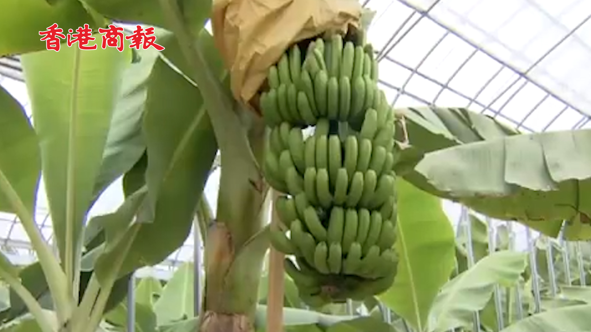 有片丨日本推出可以帶皮吃的新品種香蕉 單根售價1000日圆