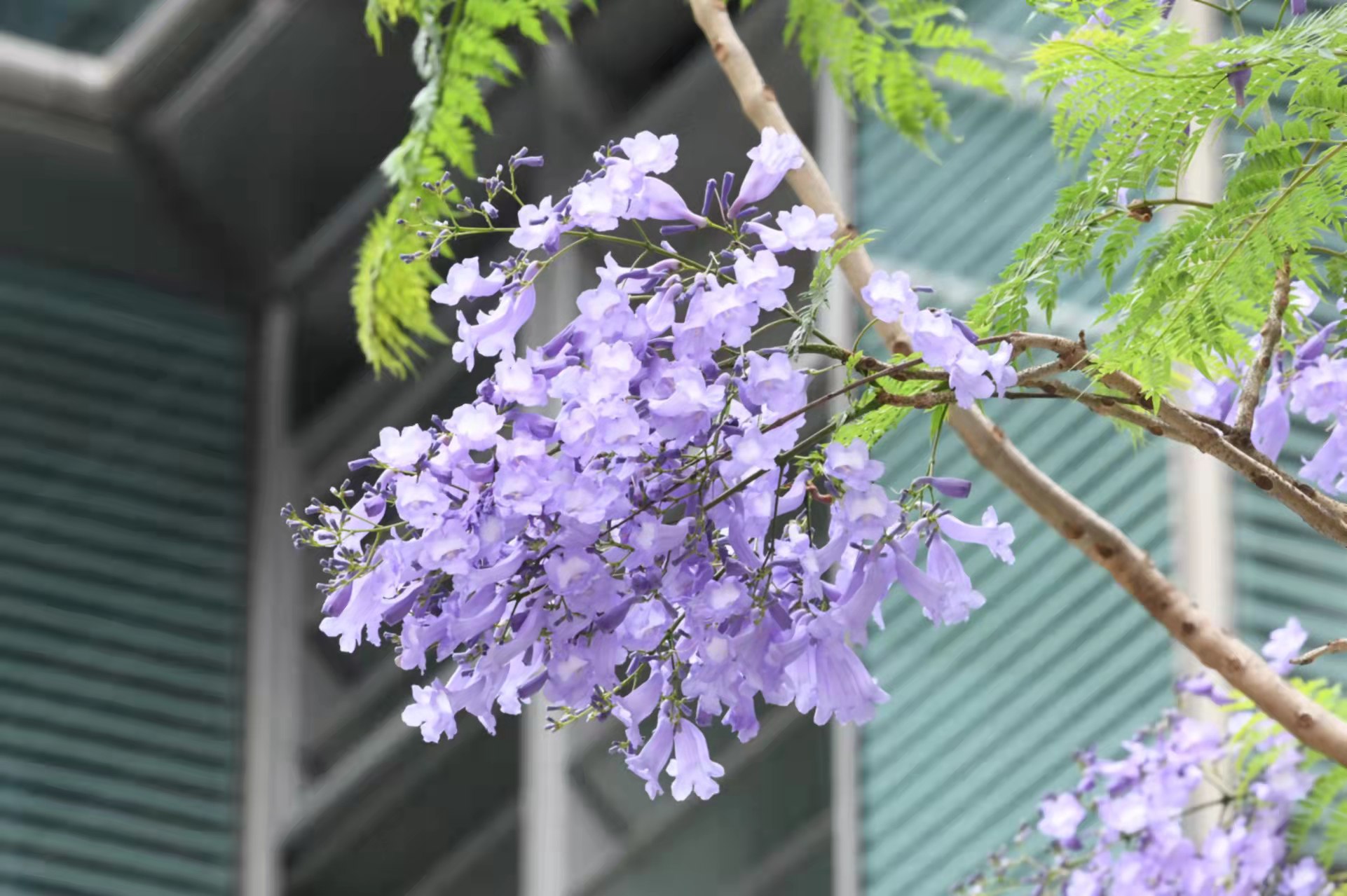 圖集 | 正值藍花楹盛開季 灣仔成為賞花人氣地點
