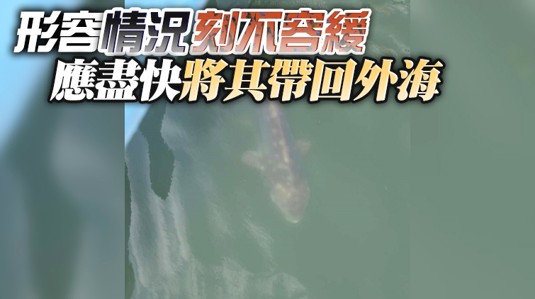 屯門河現翻車魚 專家指水質差需盡快送返海洋