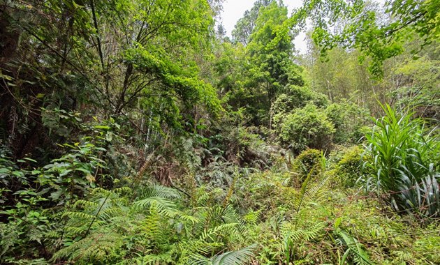 國家二級保護植物！韶關始興南山保護區首次發現桫欏群