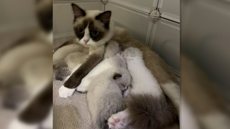 私自繁殖布偶幼貓網售 賣家挨罰13萬新台幣