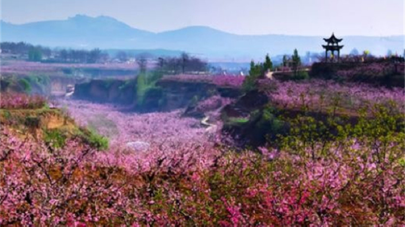好品山東|肥城桃：千年桃花香，三生三世續綿長