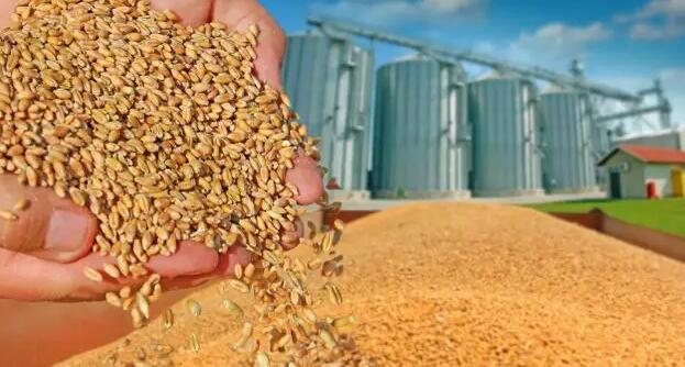 聯合國糧農組織：4月世界糧食商品價格有所回落